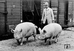 Zwei prächtige Sauen, wohl sog. Deutsche Edelschweine, auf einer unbekannten Ladestraße. Das Hausschwein ist eines der am frühesten domestizierten Haustiere in der menschlichen Zivilisationsgeschichte und wird seit vermutlich 9000 Jahren zur Fleischerzeugung gehalten. (1937) <i>Foto: RVM</i>