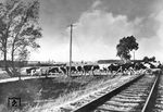 Eine Kuhherde passiert einen Bahnübergang bei Darkehmen, etwa 30 Kilometer südöstlich von Insterburg an der Bahnstrecke von Gumbinnen nach Angerburg.  (1930) <i>Foto: RVM</i>