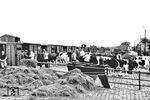 Verladung von Zuchtvieh in Königsberg-Rothenstein (heute: Kutusowo-Nowoje), einer Bahnstation an der Strecke von Königsberg (Pr) nach Cranz (heute: Selenogradsk) an der Ostsee. (1934) <i>Foto: RVM</i>