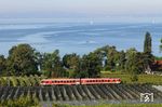 Zurück an den Bodensee ist dieser 628 als RB 22713 (Friedrichshafen Stadt - Lindau) an einer geschützten Apfelplantage bei Nonnenhorn unterwegs. (12.09.2019) <i>Foto: Joachim Bügel</i>
