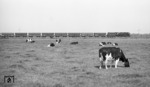 Eine unbekannte ölgefeuerte Rheiner 44er (043) zieht mit ihrem Erzzug an glücklichen Kühen bei Aschendorf vorbei. (06.08.1973) <i>Foto: Burkhard Wollny</i>