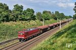 250 195 zieht einen Getreidezug aus graffitifreien (!) Wagen von Bad Schandau nach Naumburg (Saale) durch den Einschnitt bei Machern auf der Strecke (Dresden - Leipzig. (28.05.2024) <i>Foto: Ralf Opalka</i>