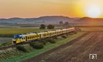 Ein Triebwagen der Intercity Nieuwe Generatie (kurz ICNG) für die Nederlandse Spoorwegen (NS) im Sonnenaufgang bei Möttingen. Die Fahrzeuge sind für den Einsatz im niederländischen InterCity-Netz vorgesehen. Die Züge gehören zur Coradia-Stream-Baureihenfamilie des Herstellers Alstom und werden seit 2018 hergestellt. Die Niederländer bestellten 109 Züge, u.a. auch für den grenzüberschreitenden Verkehr nach Belgien und Deutschland. (19.09.2024) <i>Foto: Joachim Schmidt</i>