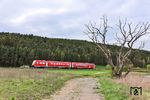 612 092 fährt als RE 3496 nach Marktredwitz südlich von Pfreimd an einem Baum vorbei, der seine besten Zeiten hinter sich hat. (16.04.2025) <i>Foto: Joachim Bügel</i>