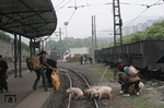 Ein für europäische Verhältnisse eher ungewöhnlicher Ferkeltransport über die Gleise der 20 km langen Schmalspurbahn Shixi – Bagoue (Provinz Sichuan) im Bahnhof Yuejin. (12.04.2010) <i>Foto: Udo Kandler</i>