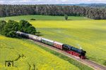 Zwischen Blankenburg (Harz) und Halberstadt fährt 01 1104 mit DPE 3467 an blühenden Rapsfeldern vorbei. (20.05.2025) <i>Foto: Joachim Schmidt</i>