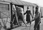 Früher alltäglich, ist heute die Haltung von Wildtieren, wie Elefanten, im Zirkus fragwürdig. Ganz abgesehen davon findet der Tiertransport auf der Schiene schon lange nicht mehr statt. Immer mehr Städte und Gemeinden diskutieren sogar über Möglichkeiten, Auftritte von Zirkussen mit Wildtieren zu verbieten, indem sie zum Beispiel keine städtischen Flächen mehr zur Verfügung stellen. Allerdings ist die Rücküberführung der meist schon in Gefangenschaft geborenen Tiere in die Wildnis auch nur Wunschtraum. Die meisten Zirkuselefanten heute sind übrigens weiblich und zudem meist relativ alt. Somit fehlt die Basis für eine effiziente Nachzucht. Das Problem des Zirkuselefanten wird sich daher innerhalb der nächsten Jahre so buchstäblich in Luft auflösen. (1972) <i>Foto: BD Frankfurt/Slg. E. Preuß</i>