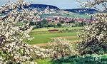 Blüten überall als ein 795 von Lauda nach Crailsheim bei Königshofen (Baden) unterwegs ist. (05.1975) <i>Foto: Karsten Risch</i>