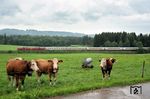 Vorbei an den glücklichen Kühen des Allgäu bei Dietmannsried dieseln 218 411 und 218 415 mit IC 2012 nach Dortmund. (04.08.2025) <i>Foto: Atijana Schmidt</i>