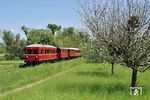 Während des 130-jährigen Jubiläums der Kandertalbahn wurde im Rahmen einer exklusiven Fotofahrt die Neuerwerbung VT 109 auf der Strecke gezeigt. Da das Fahrzeug nur rollfähig ist, wurde es mit dem Triebwagenzug, bestehend aus VT 3 (vorne), B 133 und B 46 präsentiert. Der Pz 71 von Kandern nach Haltingen fährt bei Binzen vorbei. (02.05.2025) <i>Foto: Zeno Pillmann</i>