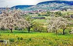 Blick in das frühlingshafte Taubertal auf eine 50er, die mit N 7551 nach Weikersheim bei Königshofen (Baden) unterwegs ist. (05.1975) <i>Foto: Karsten Risch</i>