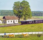 Einfahrt des P mit 298.53 in die Haltestelle Neuzeug, wo der Zug von einer einsamen Reisenden erwartet wird. Die Pferde probieren derweil aus, wer schneller ist.  (08.1980) <i>Foto: Karsten Risch</i>