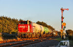 NEG DL 2 (209 101) mit Dieselnachschub für Sylt vor Sonderzug DGN 89181 nach Westerland (Sylt) bei Klanxbüll. Hinter der restaurierten Lok verbirgt sich übrigens die ehemalige V 100 1233. (23.09.2025) <i>Foto: Joachim Bügel</i>