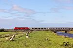 245 024 befördert den IC 2375 "Wattenmeer" an der Soholmer Au bei Langenhorn. Der Fluss hat eine Länge von ungefähr 25 km, entspringt beim Zusammenfluss von Spölbek und Linnau und mündet südwestlich von Risum-Lindholm in den Bongsieler Kanal. Die Soholmer Au ist Teil des FFH-Gebietes Gewässer des Bongsieler Kanal-Systems. Der ökologische Zustand der Soholmer Au ist gut, der chemische Zustand wegen der Überdüngung der Felder weniger gut. (26.09.2025) <i>Foto: Joachim Bügel</i>