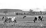 044 404 fährt mit Dg 6749 nach Heilbronn an den glücklichen (?) Kühen bei Ölhaus vorbei. (06.11.1971) <i>Foto: Burkhard Wollny</i>