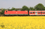 Vorbei an einem blühenden Rapsfeld schiebt 143 309 einen Zug der NRW S-Bahnlinie S 6 von Essen Hbf nach Köln-Nippes bei Langenfeld. (21.05.2010) <i>Foto: Wolfgang Bügel</i>