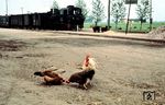 In Lübars (Kr Loburg) hatten neben 99 4644 auch die Bahnhofshühner an diesem Tag freien Auslauf. (08.1965) <i>Foto: Klaus Kieper, Slg. Holzborn</i>
