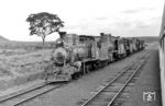 Abgestellte Dampflokomotiven (Sharp Stuart, Baujahr 1892 mit Holzfeuerung) in Aguai, einer brasilianischen Gemeinde im Bundesstaat Sao Paulo. Der Ort lag an der 1000 mm Mogiana-Bahn ("Coffee Railway"), die 1872 von Kaffee-Farmern gegründet und ab 1875 Campinas (Sao Paulo) mit dem Umland verband. Sie dehnte sich bis ins Jahr 1921 bis nach Minas Gerais aus. Heute ist die Bahn stillgelegt. Historische Lokomotiven und Relikte der Gesellschaft werden derzeit unter anderem vom brasilianischen Eisenbahnmuseum Eisenbahnmuseum Jundiai gepflegt. Die Arabica-Bohnen des "Mogiana" Kaffees sind bis heute für ihr rundes, nussiges und schokoladiges Tassenprofil mit wenig Säure bekannt. (28.02.1972) <i>Foto: Jörg Schulze</i>