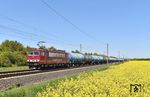 155 016 der Cargo Logistik Rail-Service Barleben (CLR) mit einem Kesselwagen-Ganzzug nach Großkorbetha in blühenden Landschaften bei Brehna an der Landesgrenze zwischen Sachsen und Sachsen-Anhalt östlich von Halle (Saale). (01.05.2026) <i>Foto: Ralf Opalka</i>