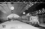 Mit dem Kopfmachen des F 10 "Rheingold" aus Hoek van Holland hat in Köln Hbf die Hammer V 200 023 den Zug von einer Mönchen Gladbacher 23 übernommen. Daneben steht ein VT 11 als TEE 19 "Saphir" nach Oostende. (04.1959) <i>Foto: Ernst Winter</i>