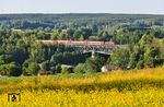 Durch die blühenden Landschaften bei Oberthölau fährt 218 428 mit RE 4869 aus Hof über den gleichnamigen Viadukt. (24.06.2026) <i>Foto: Joachim Bügel</i>