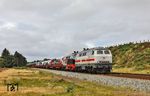 218 341 und 218 497 kehren mit AS 1429 bei Morsum zurück nach Niebüll. Die hier zu sehende Fotostelle ist erst seit kurzem möglich, nachdem eine größere Waldfläche (wie die im Hintergrund) zugunsten einer für Sylt einst typischen Heidelandschaft gerodet wurde. Allerdings versucht auch hier die invasive Kartoffelrose wieder die Oberhand zu gewinnen. (23.08.2026) <i>Foto: Joachim Bügel</i>