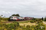 218 497 und 218 341 erreichen mit AS 1432 aus Niebüll östlich von Morsum die Insel Sylt. Im Vordergrund sieht man übrigens die invasive Kartoffelrose. (23.08.2026) <i>Foto: Joachim Bügel</i>