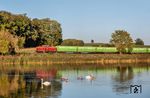 Während der Vorbeifahrt des Hackschnitzelzuges mit 52 8168 und Schlusslok V 110 2100 ließ sich die Schwanenfamilie bei Fremdingen nicht stören. (22.09.2026) <i>Foto: Joachim Schmidt</i>