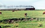 In rascher Fahrt geht es für 012 082 vom Bw Hamburg-Altona mit dem D 820 nach Westerland (Sylt) an den (glücklichen?) Kühen bei Wilster-Moorhusen westlich von Itzehoe vorbei. (08.1971) <i>Foto: Jürgen Hagemann</i>