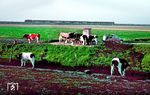 Eine V 200 des Bw Hamburg-Altona befördert den D 133 nach Westerland (Sylt) am Rickelsbüller Koog westlich von Klanxbüll und wird gleich den Hindenburgdamm befahren. Kurze Zeit später übernahm die Baureihe 01.10 komplett die Zugleistungen der schweren Schnellzüge auf der Marschbahn, da die V 200 diese ohne Fahrzeitverluste nicht bewältigen konnte. So verlor die V 200 allein beim Aufstieg von der Wilstermarsch zur Hochdonnerbrücke rund 40 km/h zur Höchstgeschwindigkeit von 115 km/h, während die 01.10 nur 10 km/h einbüßte. Interessant ist auch der zur Kuhtränke modifizierte Auto Union 1000. (09.1968) <i>Foto: Jürgen Hagemann</i>