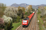 Mehr Baumblüte geht fast nicht: Durch die Rheinwiesen bei Rheinbreitbach befördert 185 126 den EZ 51341 von Gremberg nach Kornwestheim. (24.04.2013) <i>Foto: Joachim Bügel</i>