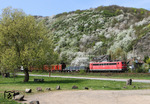 Auch der Basalthang zwischen Erpel und Kasbach präsentiert sich in voller Blüte bei der Vorbeifahrt der 151 026 mit EZ 51315 (Gremberg - Mannheim). (24.04.2013) <i>Foto: Joachim Bügel</i>