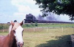 Da guckt das Pferd: Der Fotograf war offensichtlich interessanter als der Gag 57516 mit 044 481 bei Lathen. (23.06.1973) <i>Foto: Peter Schiffer</i>