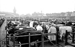 Ein Großereignis stellte der weithin bekannte Rindermarkt auf der Neustadt in Husum dar. Die Bundesbahn war natürlich maßgeblich am Transport der Rindviecher beteiligt. Daher war auch der Hamburger Direktionsfotograf anwesend. (26.09.1956) <i>Foto: Walter Hollnagel</i>