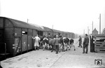 Der Geschäftszweig "Viehtransporte" war für die Bundesbahn in den 1950er Jahren eine feste Größe: 1953 wurden u.a. 2,3 Millionen Schweine, 780.000 Rinder, 670.000 Schafe und Ziegen, 500.000 Kälber, 275.000 Ferkel, 110.000 Pferde und 85.000 Stück Geflügel transportiert. Hier werden die auf dem Markt in Husum ersteigerten Rinder in die Transportwagen getrieben. (26.09.1956) <i>Foto: Walter Hollnagel</i>