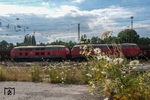 Im Juli 2013 brachten 225 024 und 225 023 nochmals einen Fal-Zug von Schwerte nach Mannesmann HKM. Anschließend bespannten beide Loks einen Vegetationszug, der der Blumenpracht im Vordergrund den Garaus machen soll. (19.07.2013) <i>Foto: Joachim Schmidt</i>