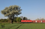 Vorbei an dem zaghaft blühenden Baum zieht 143 853 die S-Bahn 30636 von Essen Hbf nach Köln-Nippes bei Langenfeld. (29.04.2013) <i>Foto: Wolfgang Bügel</i>