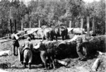 Holzverladung mit Rückepferden. (1934) <i>Foto: RVM</i>
