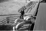 Verladung von Schweinen nach einer Auktion in Neumünster. (06.10.1959) <i>Foto: Walter Hollnagel</i>