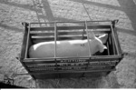 Versuchsbox des BZA Minden zum Schweinetransport, aufgenommen in Neumünster. (06.10.1959) <i>Foto: Walter Hollnagel</i>