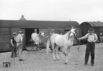 Ausladen der Zirkuspferde von Carl Hagenbeck in Heidelberg, eine Beschäftigung, bei der auch Kriegsversehrte Arbeit fanden. (13.09.1951) <i>Foto: Walter Hollnagel</i>