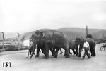 Hier ist nicht Hannibal unterwegs, sondern die Elefanten des Zirkus Carl Hagenbeck marschieren vom Güterbahnhof in die Heidelberger Innenstadt.  (13.09.1951) <i>Foto: Walter Hollnagel</i>