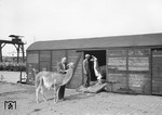 Ausladen von Lamas des Zirkus Hagenbeck im Güterbahnhof von Heidelberg. Nach der Wagenbeschriftung fuhren Lamas, Yaks und Watussi-Rinder in einem Wagen. (13.09.1951) <i>Foto: Walter Hollnagel</i>