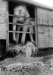 Ankunft eines Spezialtransports des Zirkus Crone mit Mutter und Kind im Güterbahnhof von Köln-Nippes. (23.06.1959) <i>Foto: Fischer</i>