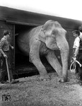 Nicht gerade bequemes Ausladen eines Elefanten im Güterbahnhof von Köln-Nippes. (23.06.1959) <i>Foto: Fischer</i>
