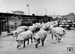 Ankunft eines Schweinetransports auf einem Berliner Bahnhof, die für die Weiterverarbeitung zum Schnitzel schon markiert sind... (1936) <i>Foto: RVM (Böhl)</i>