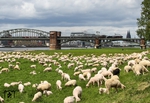 Der Sonderzug mit 01 150 und 01 1075 überquert vor grasenden Zaungästen die Kölner Südbrücke. (11.05.2014) <i>Foto: Joachim Bügel</i>