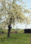 Durch die Baumblüte bei Schwäbisch Hall fährt 044 402 (44 1402) den Dg 6708 in Richtung Crailsheim. (15.05.1969) <i>Foto: Heinz Hangarter</i>
