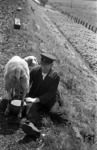 Bundesbahnobersekretär Dierks beim Schafemelken an seinem Schrankenposten bei Prisdorf auf der Marschbahn.  (09.07.1956) <i>Foto: Walter Hollnagel</i>