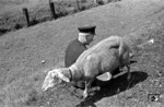 Selbstversorgung vom Schaf am Bahndamm nahe Prisdorf, nördlich von Hamburg auf der Marschbahn. Der (nicht näher bekannte) Hauptakteur mit Bundesbahnobersekretär Dierks vom Schrankenposten 19. (09.07.1956) <i>Foto: Walter Hollnagel</i>